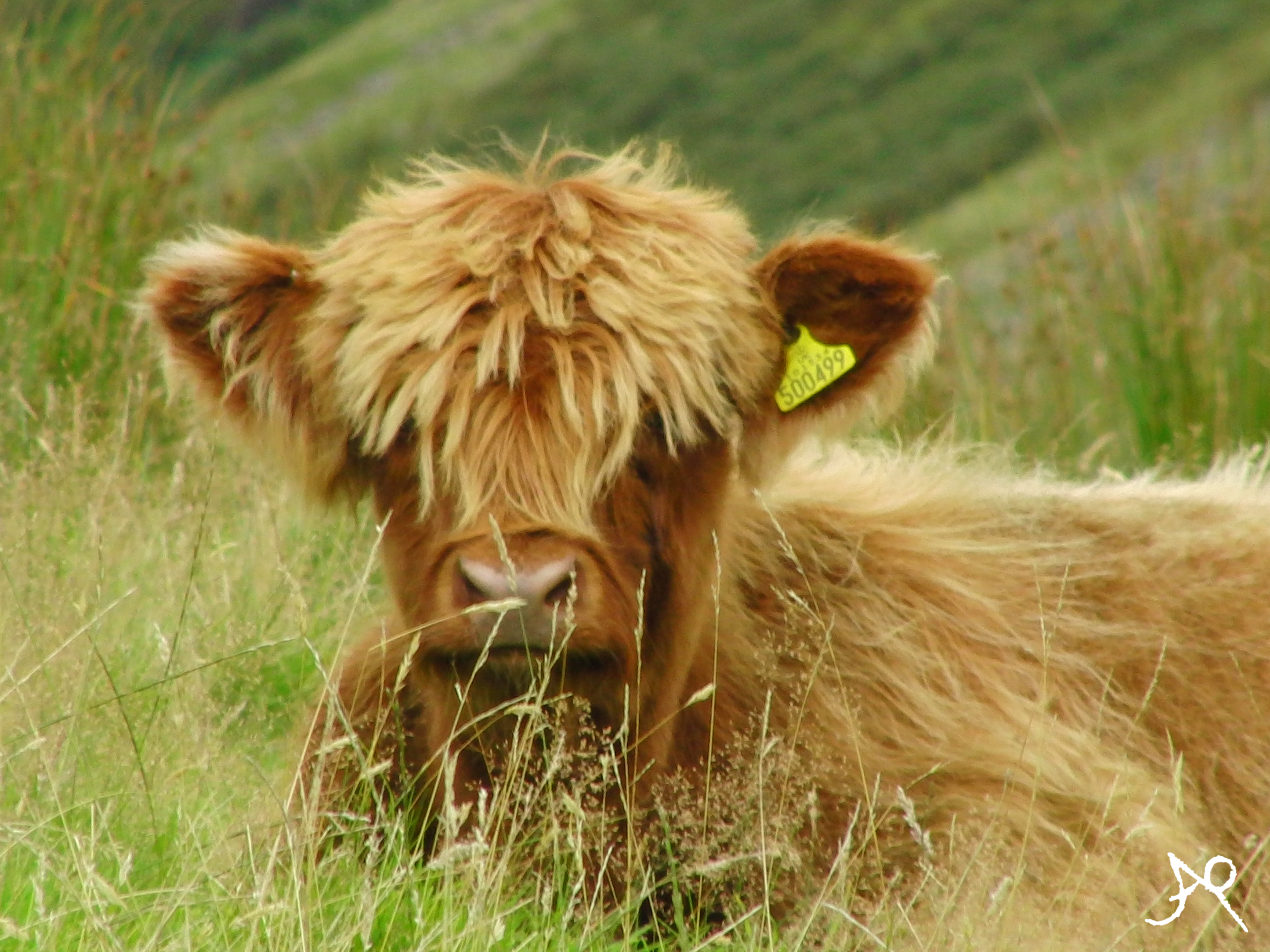 Highland cattle