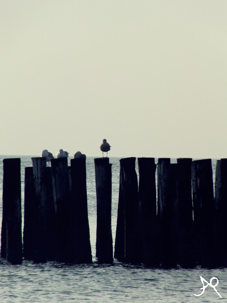 la susi holland 1033xx